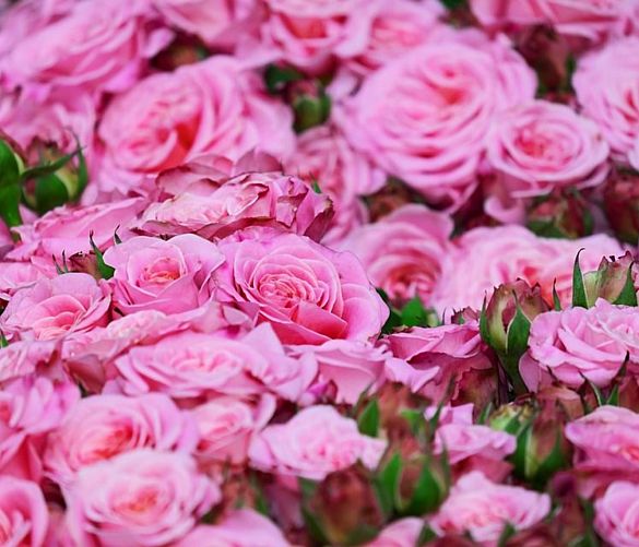 26082019 rose