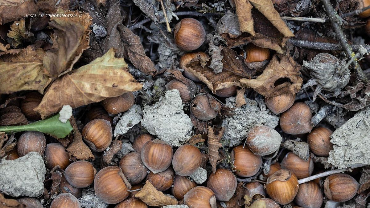 26082025 nocciole 31 26082025 nocciole 31