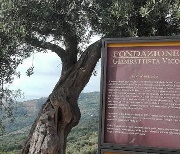 Marisa-Russo foto - 26082025 ulivo monumentale 3