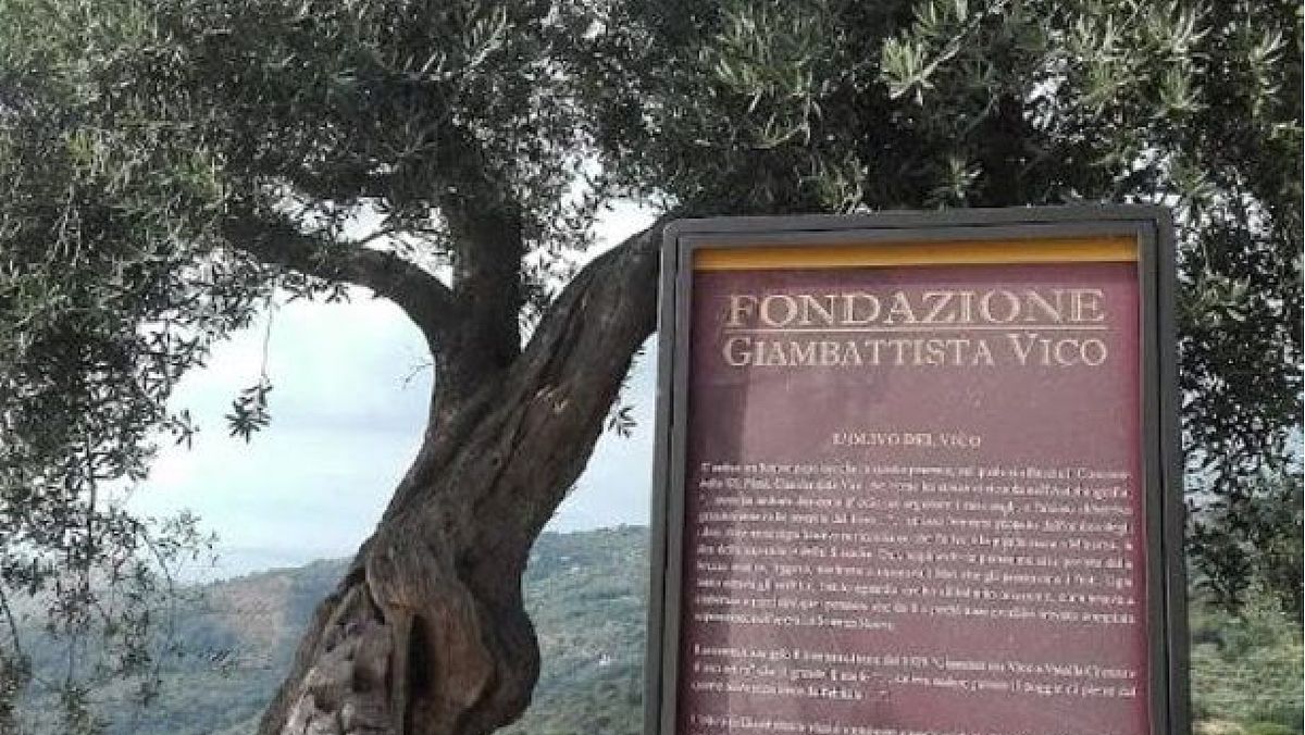 26082025 ulivo monumentale 3 26082025 ulivo monumentale 3