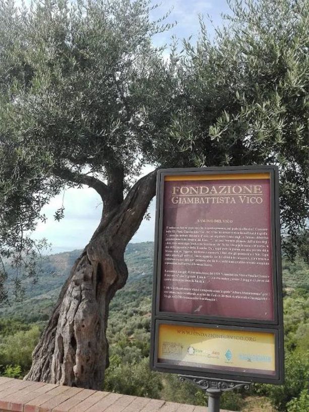 ulivo monumentale vatolla