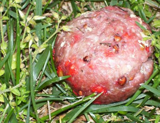 26092013 polpetta avvelenata