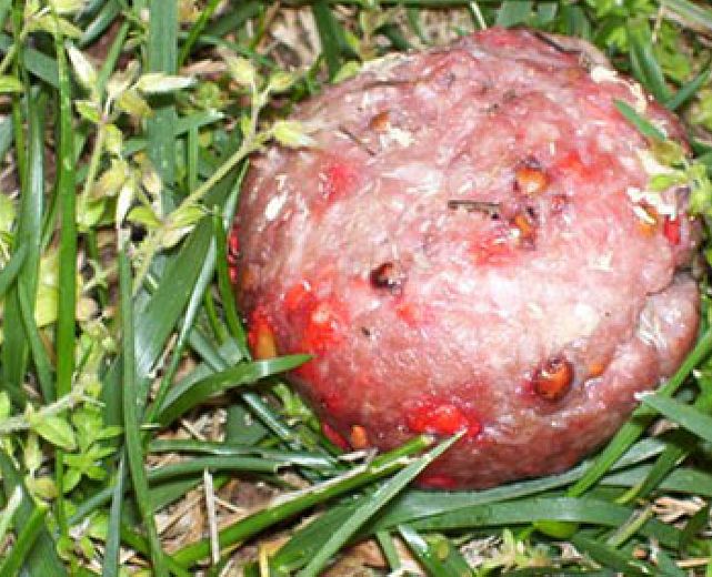 26092013 polpetta avvelenata