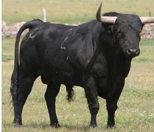 26092017 un toro