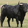 Cronaca foto - 26092017 un toro