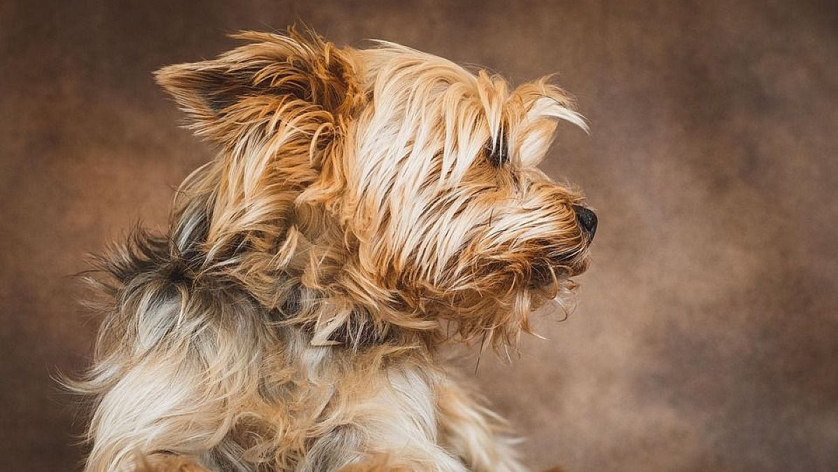 26092025 yorkshire terrier cane bellissimo