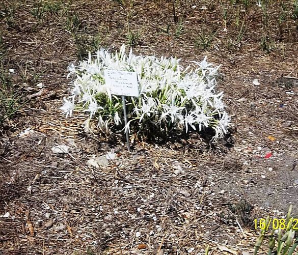 26102016 flora tipica cilento giglio