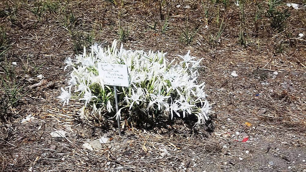 26102016 flora tipica cilento giglio