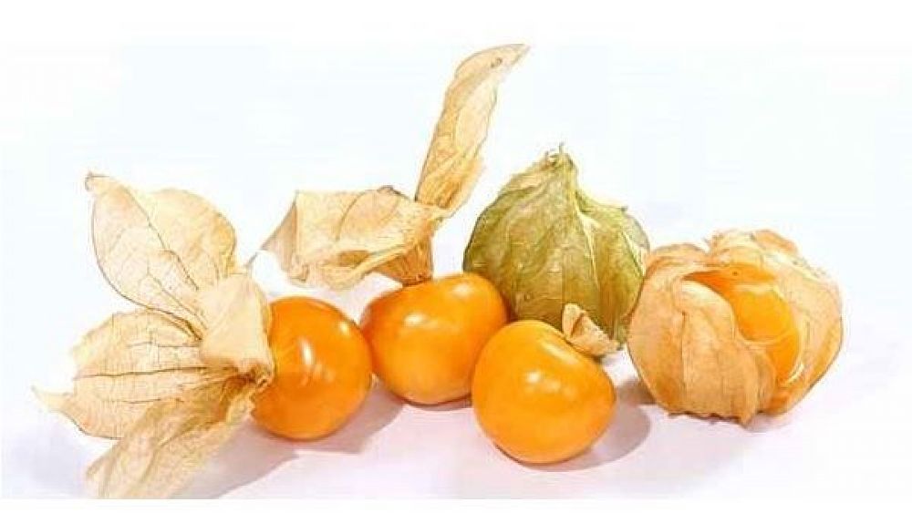 26112017 Alchechengi