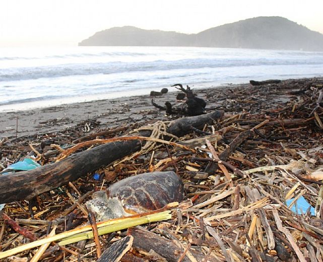 27012014 tartaruga morta camerota 27012014 tartaruga morta camerota