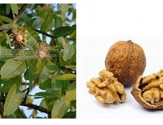 Floriana-Iuliano foto - 27012015 noci