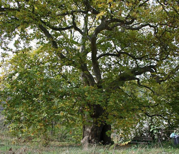27022016 albero monumetale