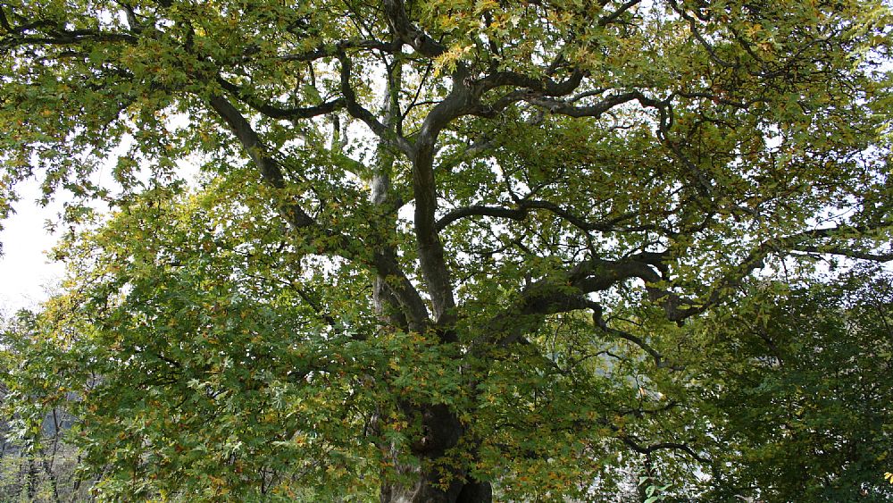 27022016 albero monumetale