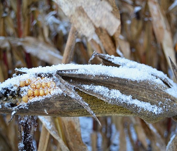 27022018 neve danni agricoltura