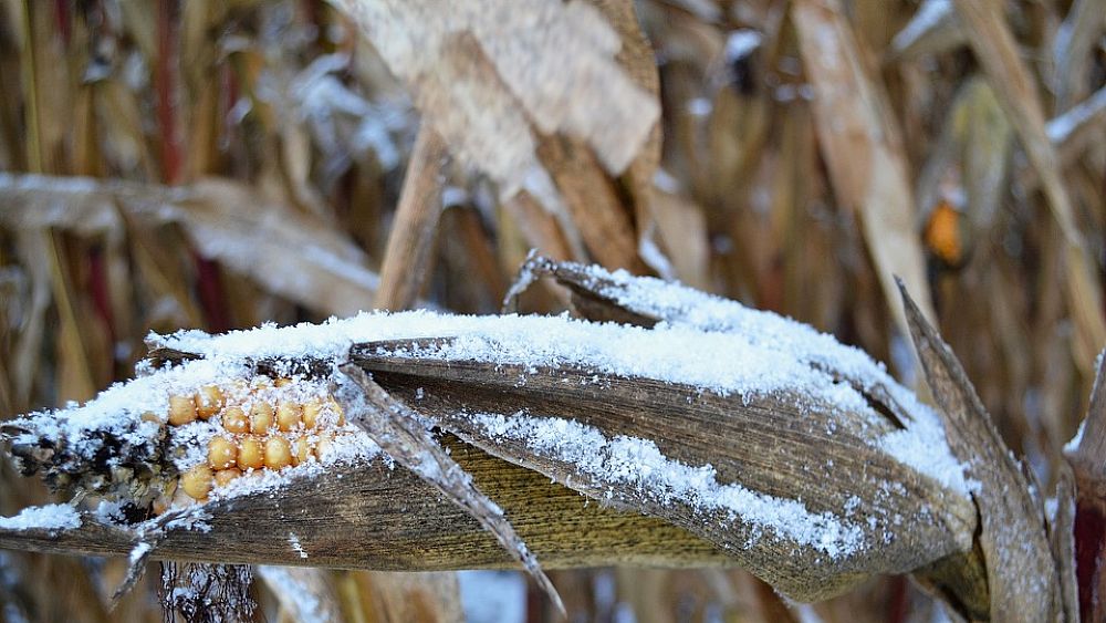 27022018 neve danni agricoltura