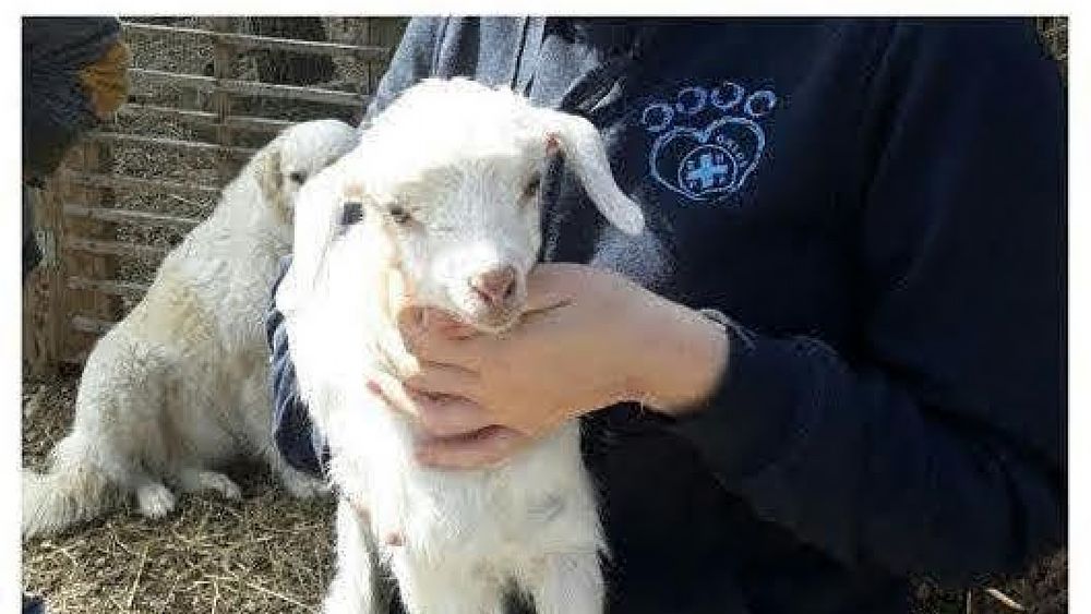 27032017 agnelli  in gabbia