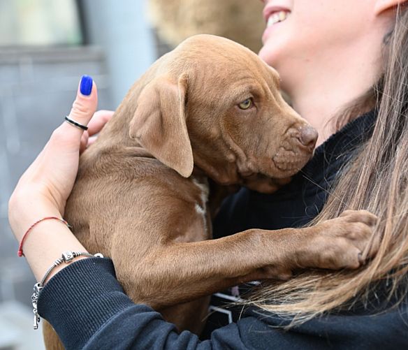 27032023 microchippatura cani