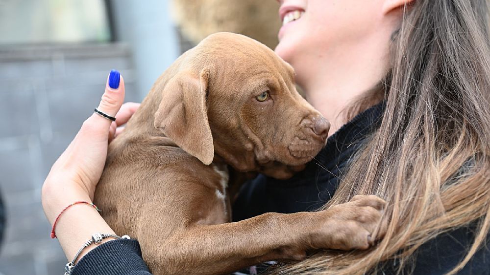 27032023 microchippatura cani