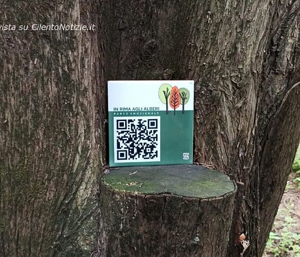 27042022 albero mattonella 1