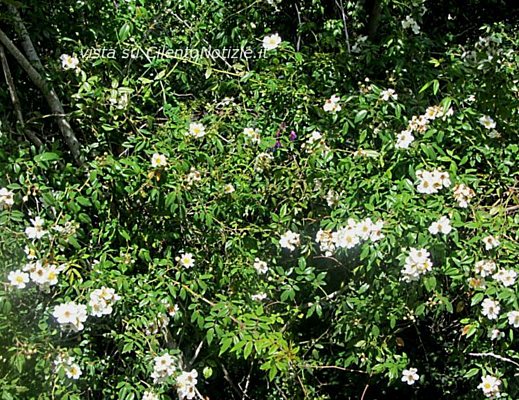 Floriana-Iuliano foto - 27052013 rosa canina