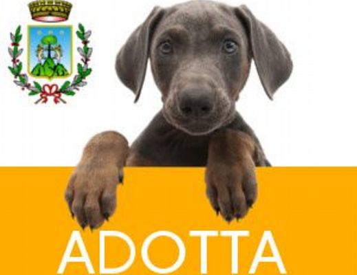 27052014 adotta un cane