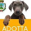 Cilento - Le ultime  Notizie foto - 27052014 adotta un cane