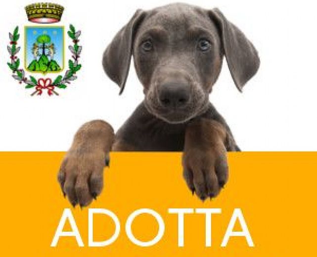 27052014 adotta un cane