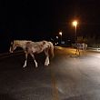 Agropoli Notizie foto - 27052015 cavalli liberi in strada