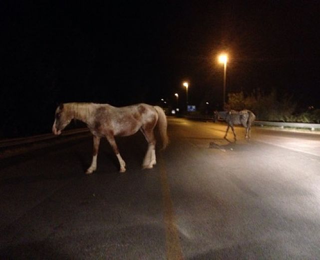 27052015 cavalli liberi in strada