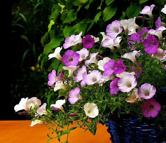 27052016 borgo in fiore