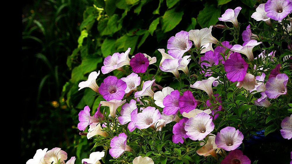 27052016 borgo in fiore