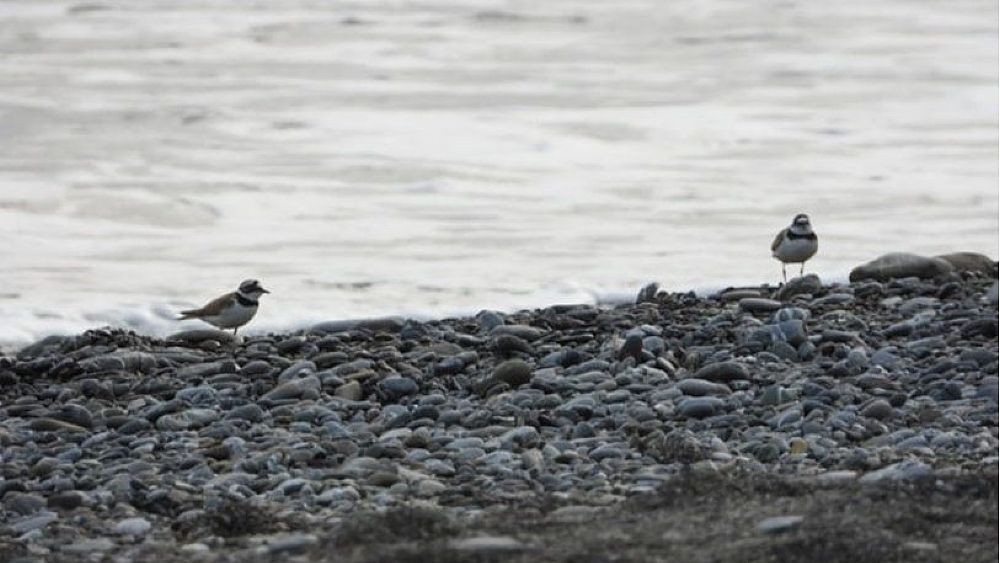 27052020 ambiente natura cilento