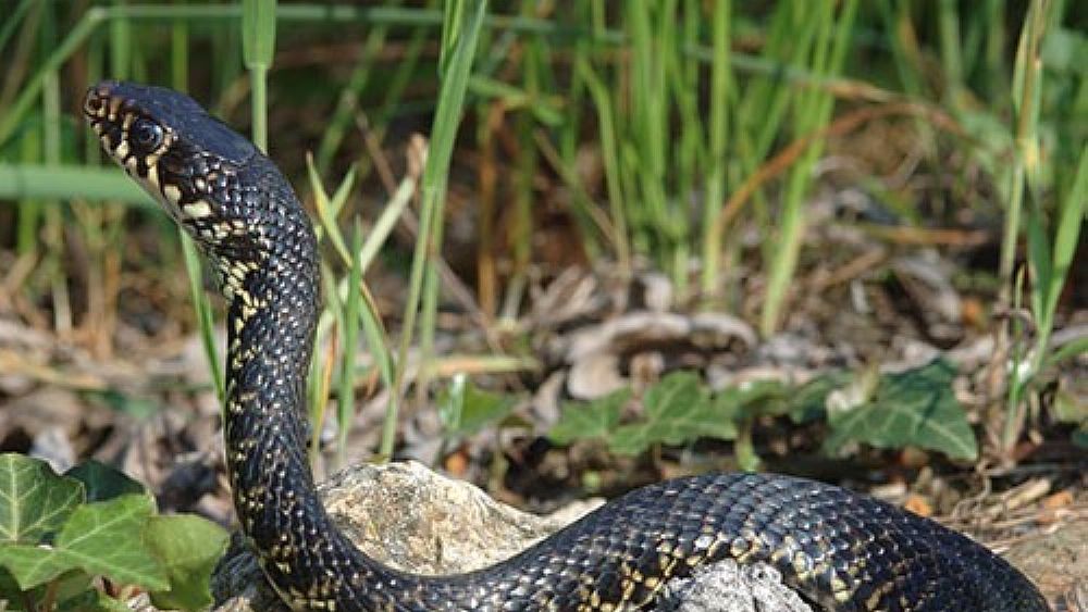 27062019 serpente in campagna