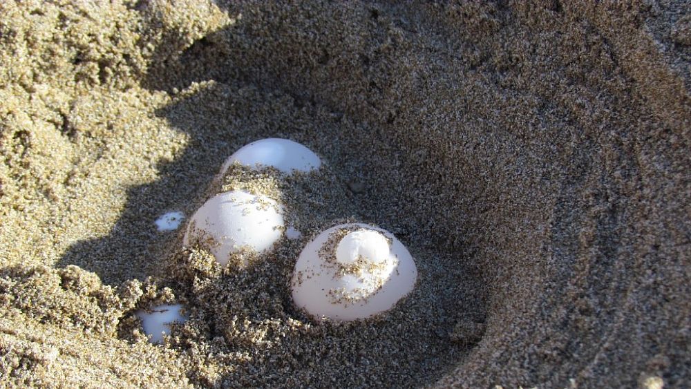 27072017 nido tartarughe 27072017 nido tartarughe