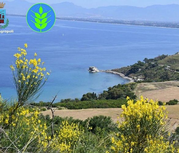 27072021 agropoli spiga verde