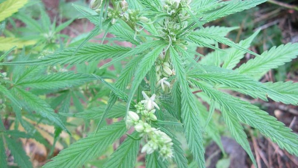 27092017 denunciacronaca