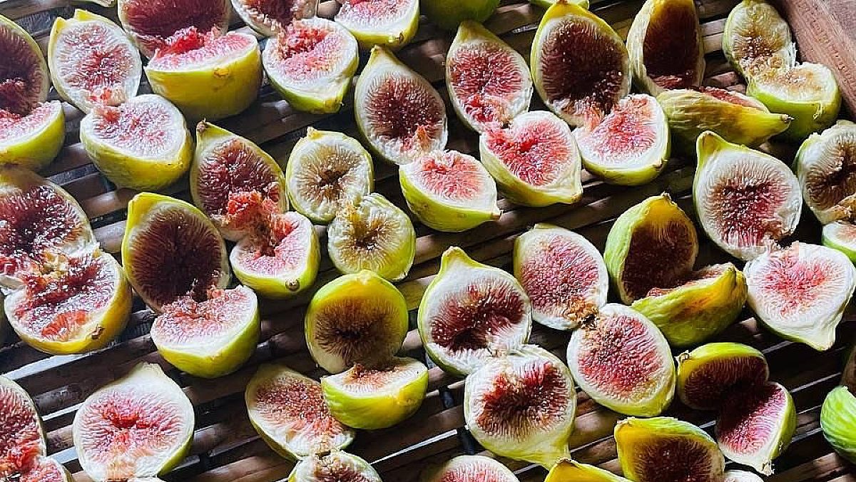 27092023 fichi cilento