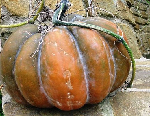 Marisa-Russo foto - 27102014 zucca halloween