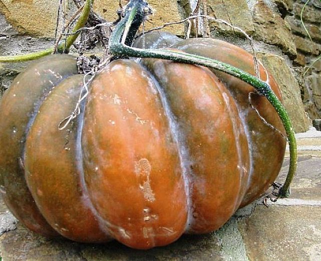 27102014 zucca halloween