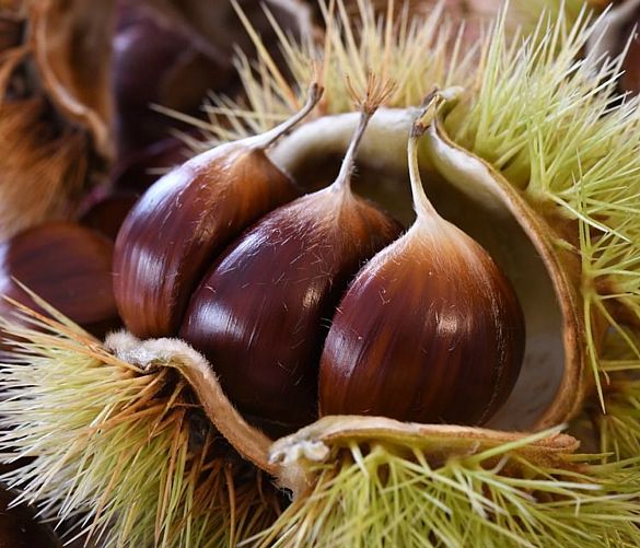 27102019 castagne