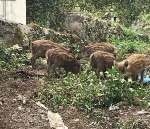 27102021 cinghiali in terreno privato