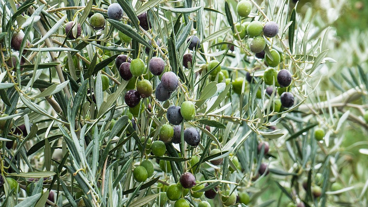 CilentoNotizie.it foto