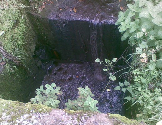 27112012 frantoio stella cilento