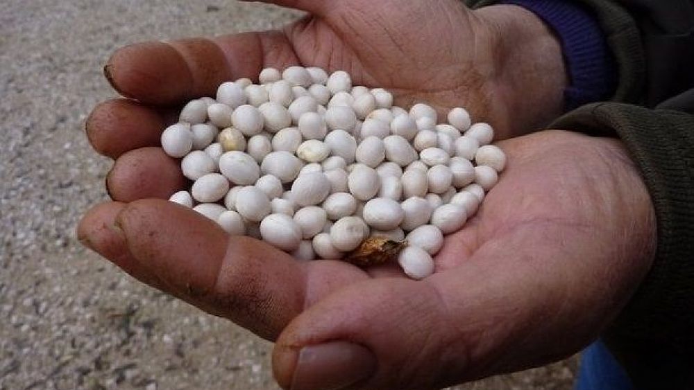 27112019 fagiolo di controne