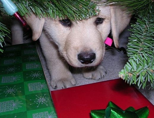 27122014 cane paura botti