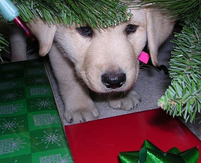 27122014 cane paura botti