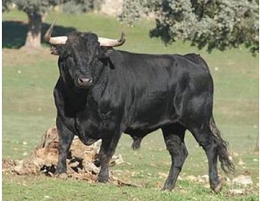 27122015 toro corna