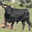 Cronaca foto - 27122015 toro corna