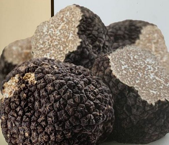 28032022 tartufo