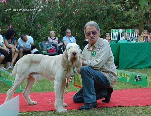 28042014 collare d oro cani 03